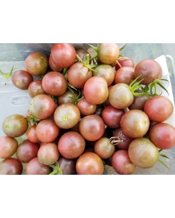 Tomato 'Chocolate Cherry'