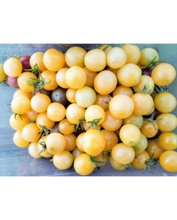 Tomato 'Snow White'