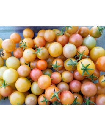 Tomato 'Gajo de Melon' 