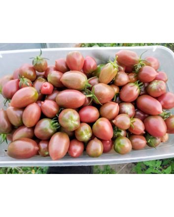 Tomato 'Chocolate Molar Cherry' 