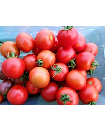 Tomato 'Amy's Sugar Gem' 