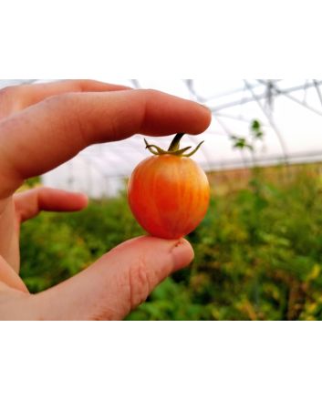 Tomato 'Sunrise Bumblebee' Plant (4" Pot, single)