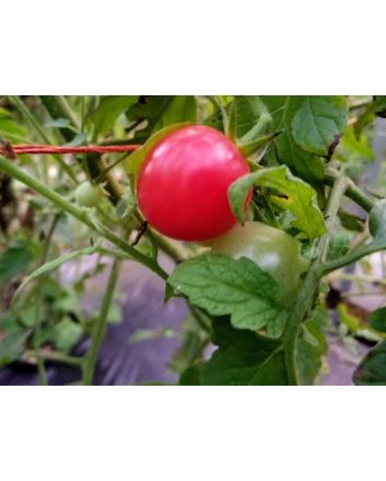 Tomato 'Small Pink Cherry RD' 
