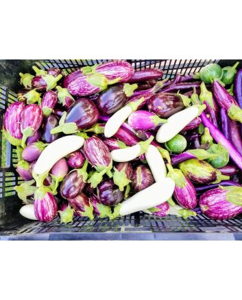 Eggplant ‘Casper’ Seeds (Certified Organic)