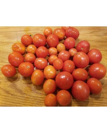 Tomato 'Apollo' Seeds (Naturally Grown)