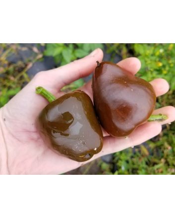 Hot Pepper ‘Chilhuacle Negro' Seeds (Naturally Grown)