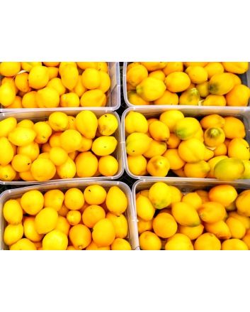 Tomato 'Plum Lemon' 