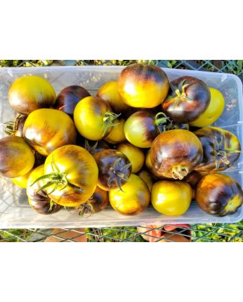 Tomato 'Wagner Blue Green' 