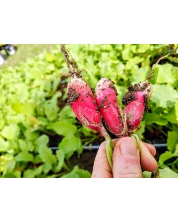 Radish 'French Breakfast'