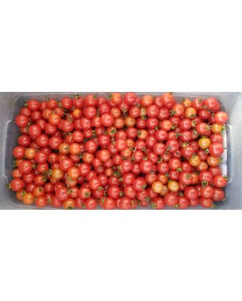 Tomato 'Matt's Wild Cherry'