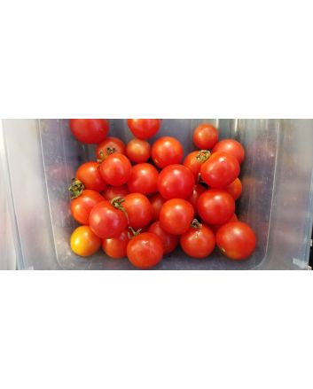 Tomato 'Tommy Toe' 