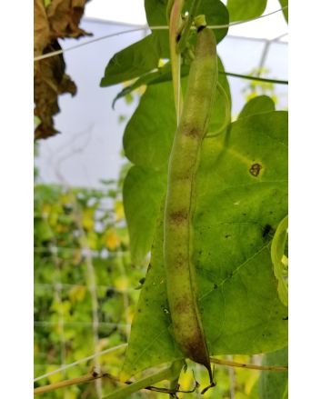 Pole Bean 'Cherokee Trail of Tears' 
