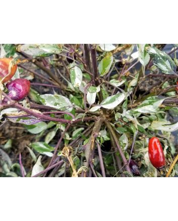 Hot Pepper ‘Calico’ 