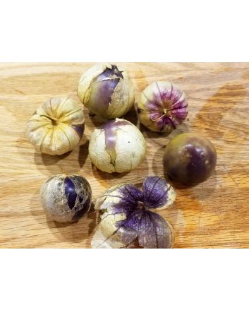 Tomatillo 'Purple'