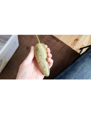 Hot Pepper ‘Farmers' Market Jalapeno'