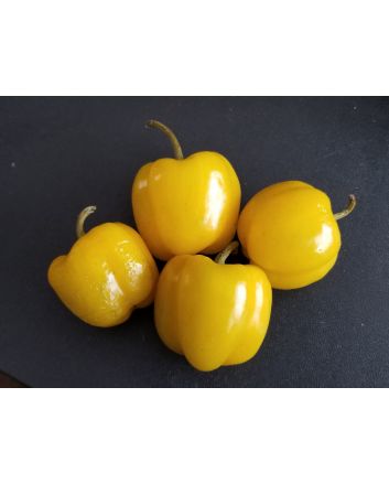 Sweet Pepper ‘Mini Yellow Bell’ Seeds (Naturally Grown)