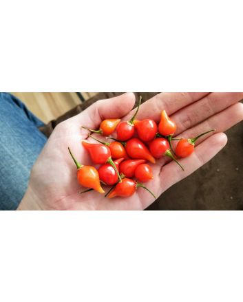 Hot Pepper ‘Biquinho’ 