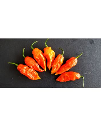 Hot Pepper ‘Bhut Jolokia' AKA 'Ghost Pepper’ 