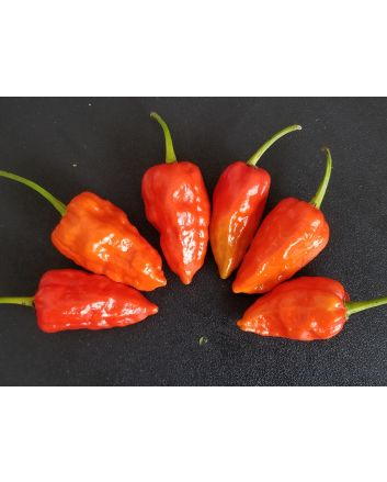 Hot Pepper 'Naga Morich'