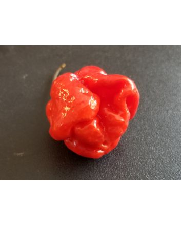Hot Pepper 'Moruga Red Monster' Seeds (Naturally Grown)