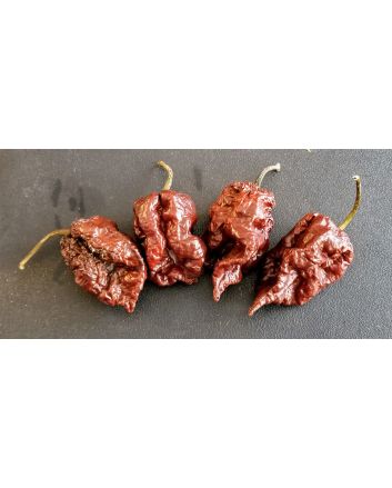 Hot Pepper ‘BBG7 x Srtsl Chocolate’ 