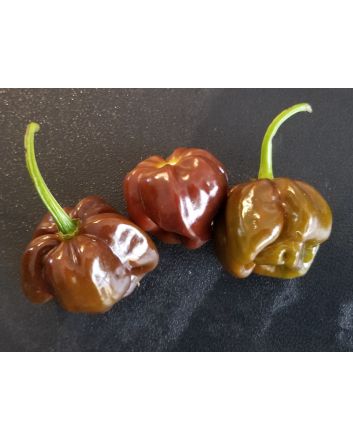 Hot Pepper ‘Chocolate Scotch Bonnet’ Seeds (Naturally Grown)