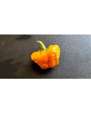 Hot Pepper 'Jamaican Yellow Scotch Bonnet' 