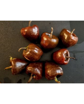 Hot Pepper ‘Chilhuacle Negro' Seeds (Naturally Grown)