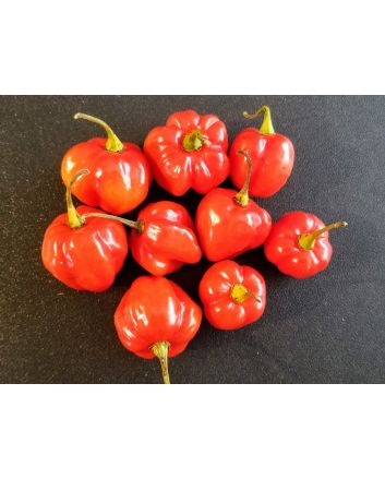 Hot Pepper ‘Red Scotch Bonnet’ 