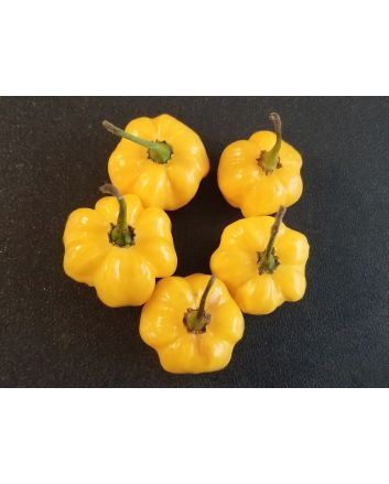 Hot Pepper ‘Yellow Scotch Bonnet’ 