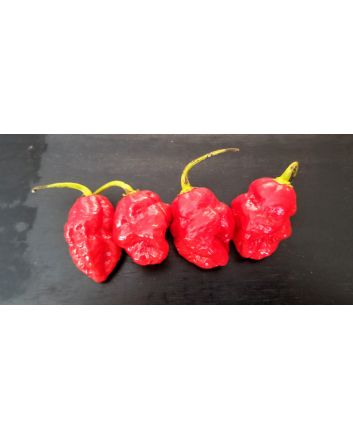 Hot Pepper ‘Trinidad 7 Pot’