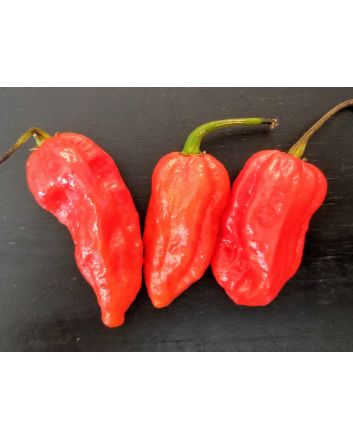 Hot Pepper 'Red Devil's Tongue' 