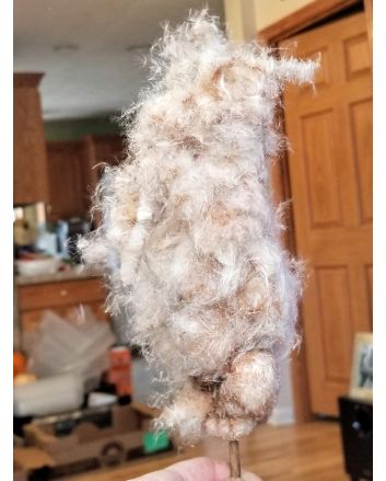 Cattail Seeds