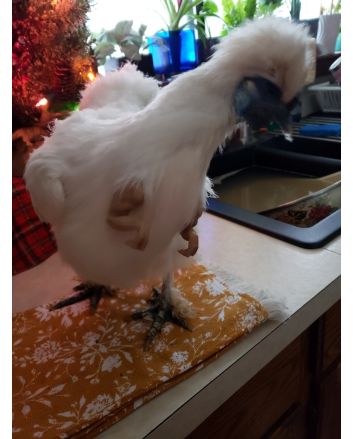 3D Printed T-Rex Dinosaur Arms for Chickens and Roosters 