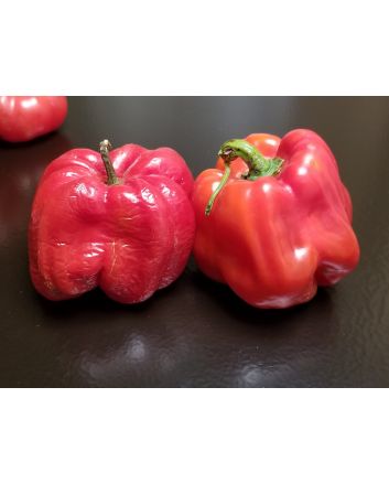 Hot Pepper ‘Aji Dulce' Seeds (Naturally Grown)