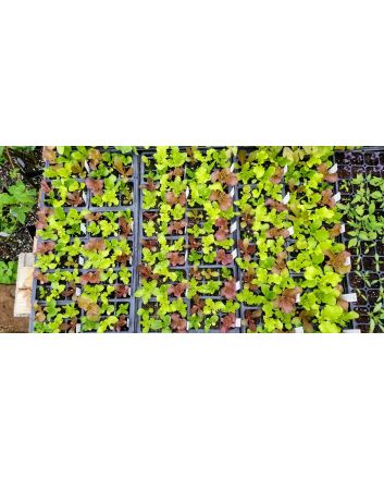 Renegade Lettuce Mix Plants (6PK)