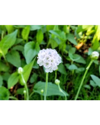 Sea Thrift 'Alba' Seeds (Naturally Grown)