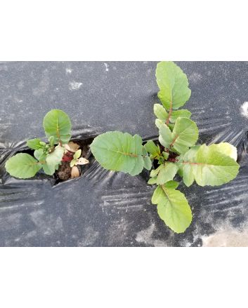Leaf Radish 'Sasai' Seeds (Naturally Grown)