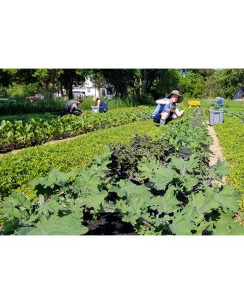 Kale 'Red Russian' Seeds (Naturally Grown)