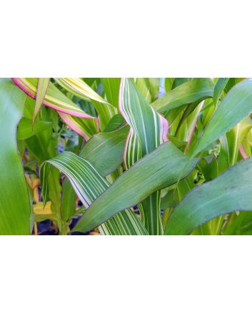 Flint Corn 'Japonica Striped' Seeds (Naturally Grown)