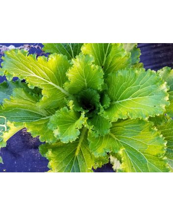 Napa/Chinese Cabbage 'Michihili'