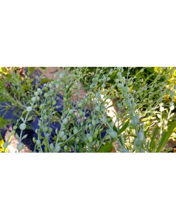 Cress 'Wrinkled Crinkled' Seeds (Naturally Grown)