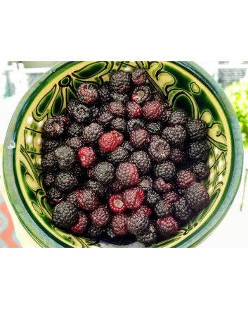 Black Raspberry Seeds (Naturally Grown)