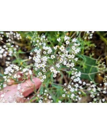 Hardy Baby's Breath Seeds (Naturally Grown)