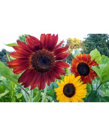 Sunflower 'Indian Blanket' Seeds (Naturally Grown)