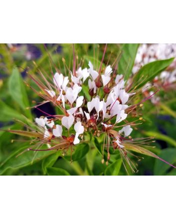 Spider Flower, Cleome marshallii 'White Spider' Seeds (Naturally Grown)