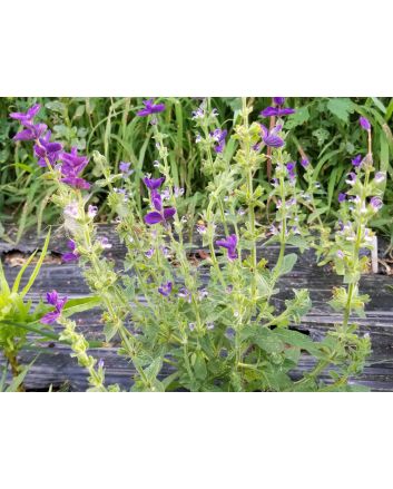 Salvia 'Blue Monday' Seeds (Naturally Grown)