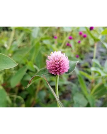 Globe Amaranth ‘Pastel Purple’ Seeds (Naturally Grown)
