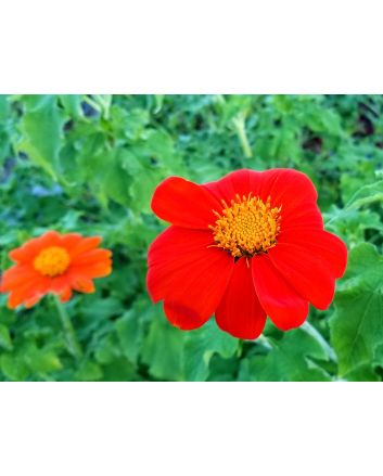 Mexican Sunflower 'Red and Orange Torch Mix' Seeds (Naturally Grown)
