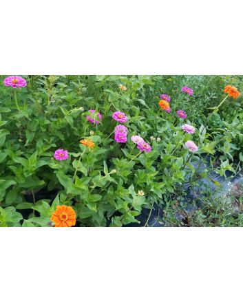 Zinnia 'Fruit Smoothie Mix' Seeds (Naturally Grown)